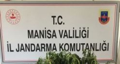 Boyları 80-160 cm arasında değişen 125 kök Kenevir Bitkisi ele geçirildi