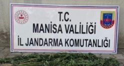 Mısır tarlasında hint keneviri yetiştiren biri daha çıktı!!