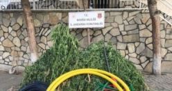 Motorlu sulamayla yetiştirmişler! Kenevir yetiştiricilerine suçüstü baskın