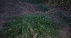 Mısır tarlasının içine kaçak  kenevir ekenler yakayı ele verdi