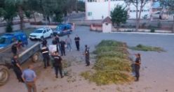 Üzüm bağının içine ekilen kaçak kenevirlere el konuldu