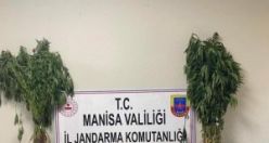 153 kök kenevir bitkisi ele geçirildi