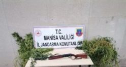 Yasadışı ekilmiş kenevir ele geçirildi