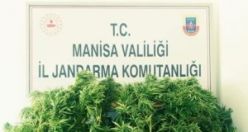 71 kök kenevir bitkisi ele geçirildi