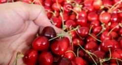 Yayla Kirazında Hasat Zamanı