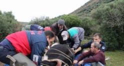 Uçuruma Düşen 8 Aylık Gebe İnek Kurtarma Operasyonu