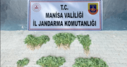 560 kök kenevir bitkisi ele geçirildi