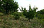 Demirci'de Satılık Arazi