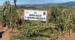 Kenevirleri sularken suçüstü yakalandılar