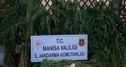 Kaçak kenevir ekenler yakalandı
