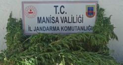 Yasa Dışı Kenevir Ekimi  435 kök ele geçirildi