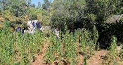 8.234 kök kenevir bitkisi ve 56 kg kubar esrar maddesi ele geçirildi