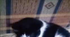 Mercan kedi hem köpek yavrularına hem de civcivlere annelik yapıyor