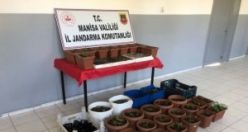 Evinin balkonunda kenevir yetiştiriyordu