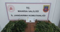Kenevirde hasat bitmedi, operasyonlar sürüyor