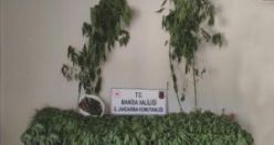 432 kök kenevir bitkisi ile  8,5 kg. kubar esrar maddesi ele geçirildi