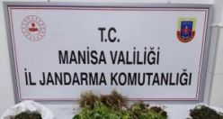 48 kök kenevir bitkisi ve çuval içerisinde kurutulmuş 750 gr kubar esrar ele geçirildi