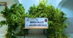 Kenevir bitkisi yetiştirdiği tespit edilen şahıslar gözaltına alındı