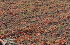 Domates para etmeyince tarlasını traktörle sürdü