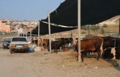 (Cege Tipi) Demirci Hayvan Pazarında Başkan Selçuk'a Vatandaşlardan Tepki!