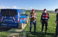 Angut kuşu ve 11 yavrusuna, Jandarma sahip çıktı