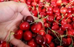 Yayla Kirazında Hasat Zamanı