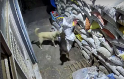 Demirci'de sokak köpeklerinin vahşeti kameralara yansıdı
