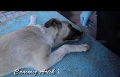 Alaşehir'de köpeği dövene ağır ceza verildi, köpek ise bakım evinde tedaviye alındı