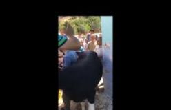 Demirci Mezbahasında sıra kavgası