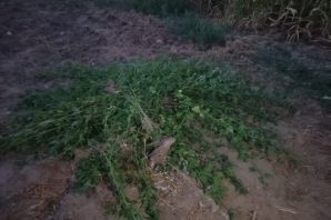 Mısır tarlasının içine kaçak  kenevir ekenler yakayı ele verdi