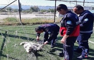 Ağlara bu kez balık değil, köpek takıldı