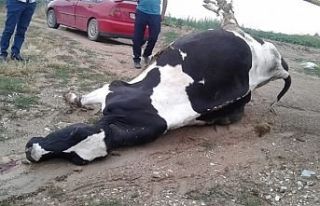Demirci'de yıldırım düşmesi sonucu bir büyükbaş...
