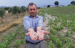 Selendi'de dolu üreticiden önce tütünleri...