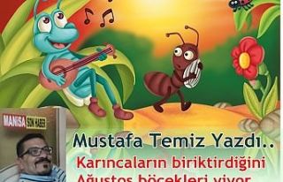 Karıncaların biriktirdiğini Ağustos böcekleri...