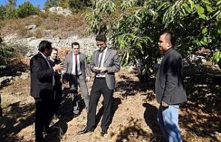 Kestane hasadı başladı