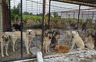 Ahmetli Köpek Barınağı ile ilgili şok görüntü...