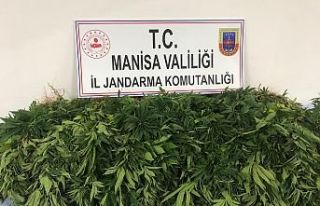 Jandarma bu işin üstüne gitmeye devam ediyor! 420...