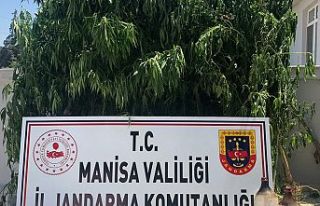 73 kök hint keneviri ve 278 gram Kubar Esrar Ele...