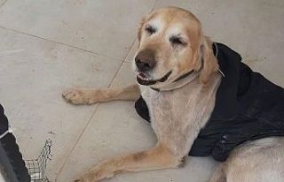 Köpeğe tecavüz eden 60 yaşındaki erkek gözaltına...