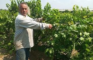 Hırsızlar Bağdan Üzümleri Keserek Çaldılar...