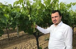 Kuru Üzüm Taban Fiyatı En Az 13,5 TL Olmalı. Bakan...