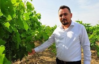 Üzüm fiyatları ‘Erken açıklansın’ uyarısı