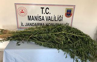 23 Kök Kenevir Bitkisine El Konuldu, 1 Kişi Gözaltına...