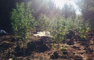 Demirci'de Uyuşturucu Operasyonu 500 kök kenevir...