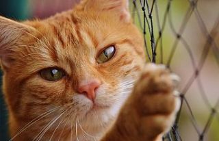 Uyuşturucu kaçakçısı kedi yakalandı