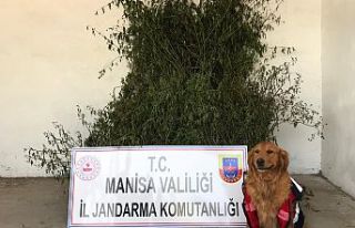 Operasyona Demirci Jandarması da katıldı! 496 kök...