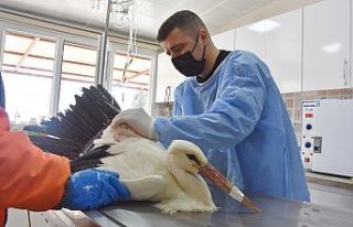 Uçarken silahla vurulan leylek koruma altına alındı