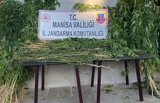 Dere yatağına sulu tarımla ektikleri kaçak keneviri...