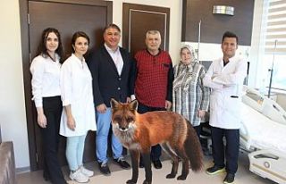 Tilki Tüyünden Bulaşan Hastalık Yüzünden Karaciğeri...