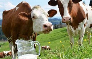TÜİK açıkladı: Süt üretimi geriledi